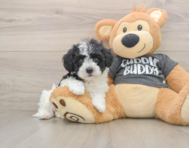 5 week old Havachon Puppy For Sale - Seaside Pups