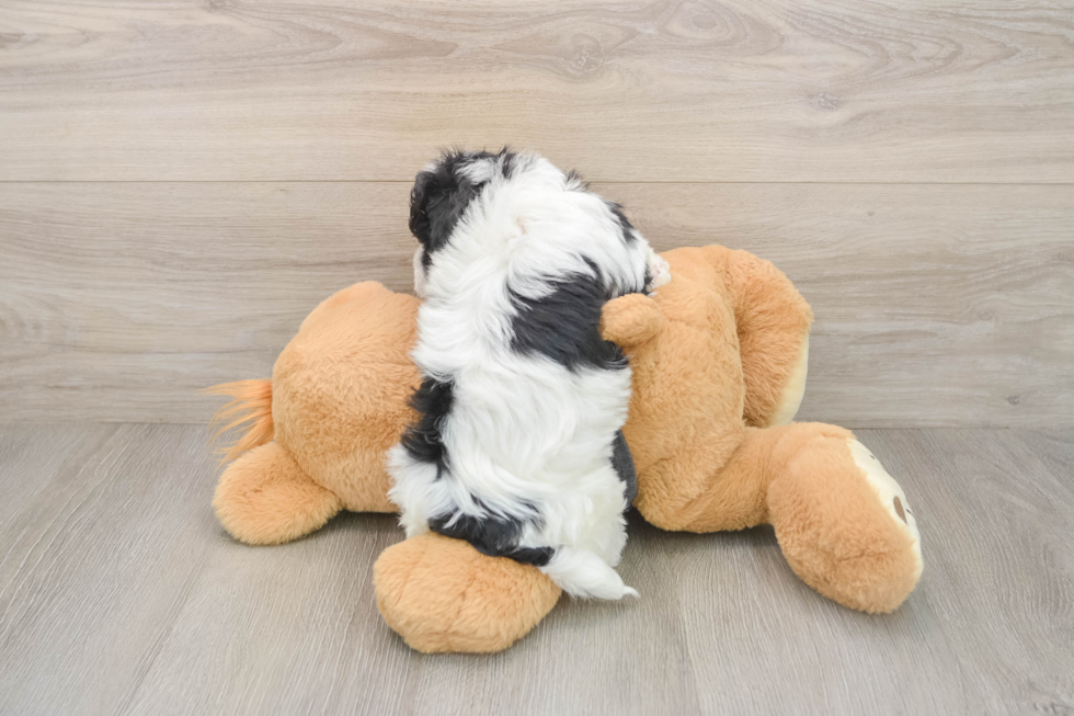 Smart Havachon Designer Pup