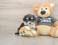 6 week old Havachon Puppy For Sale - Seaside Pups