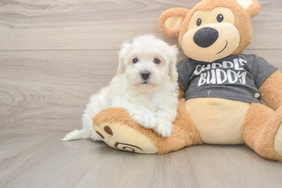 Havachon Puppy for Adoption
