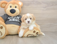 6 week old Havachon Puppy For Sale - Seaside Pups