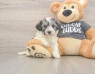5 week old Havachon Puppy For Sale - Seaside Pups
