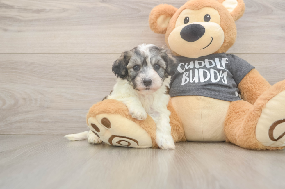 5 week old Havachon Puppy For Sale - Seaside Pups