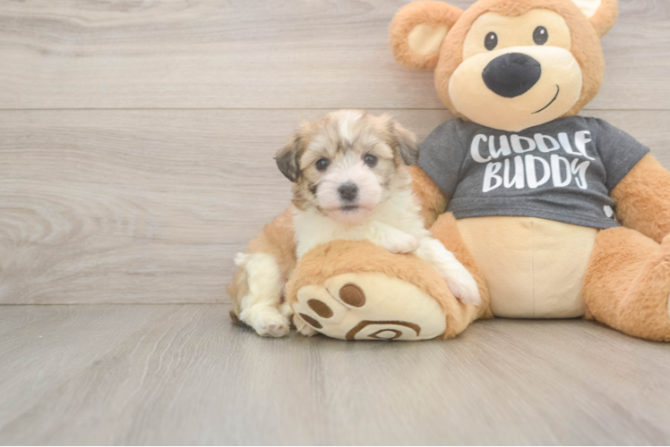 Havachon Pup Being Cute