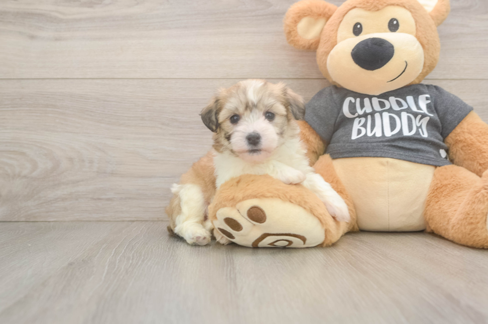 5 week old Havachon Puppy For Sale - Seaside Pups