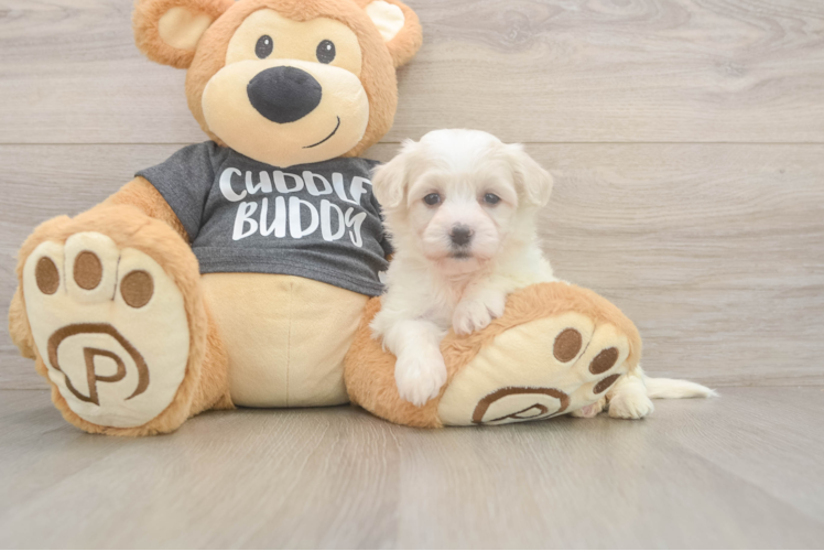 Energetic Havashon Designer Puppy