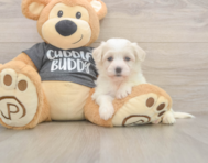 5 week old Havachon Puppy For Sale - Seaside Pups