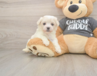 5 week old Havachon Puppy For Sale - Seaside Pups