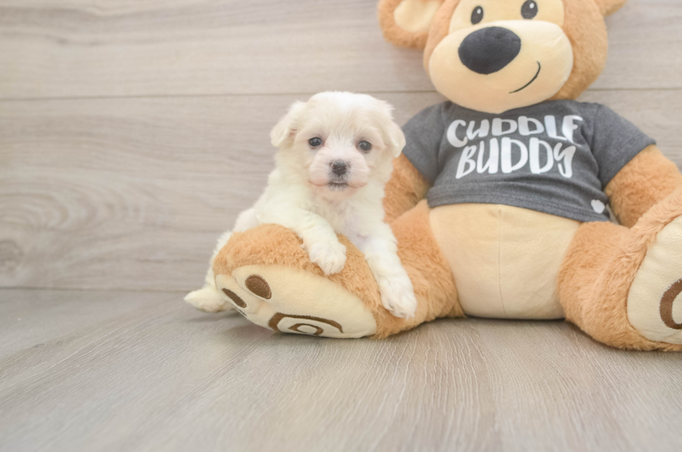5 week old Havachon Puppy For Sale - Seaside Pups