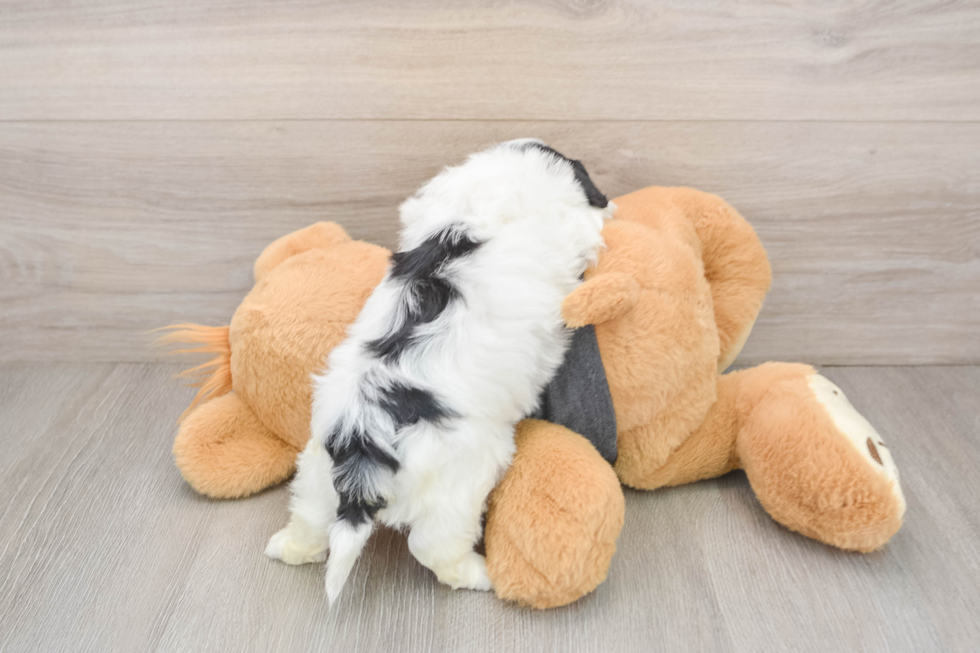 Havachon Pup Being Cute