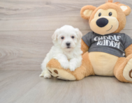 5 week old Havachon Puppy For Sale - Seaside Pups