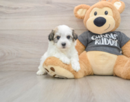 5 week old Havachon Puppy For Sale - Seaside Pups