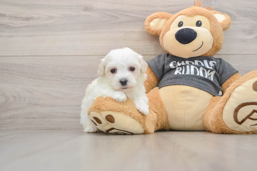 Friendly Havachon Baby