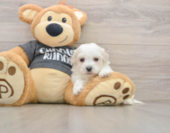 5 week old Havachon Puppy For Sale - Seaside Pups