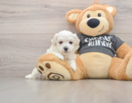 5 week old Havachon Puppy For Sale - Seaside Pups