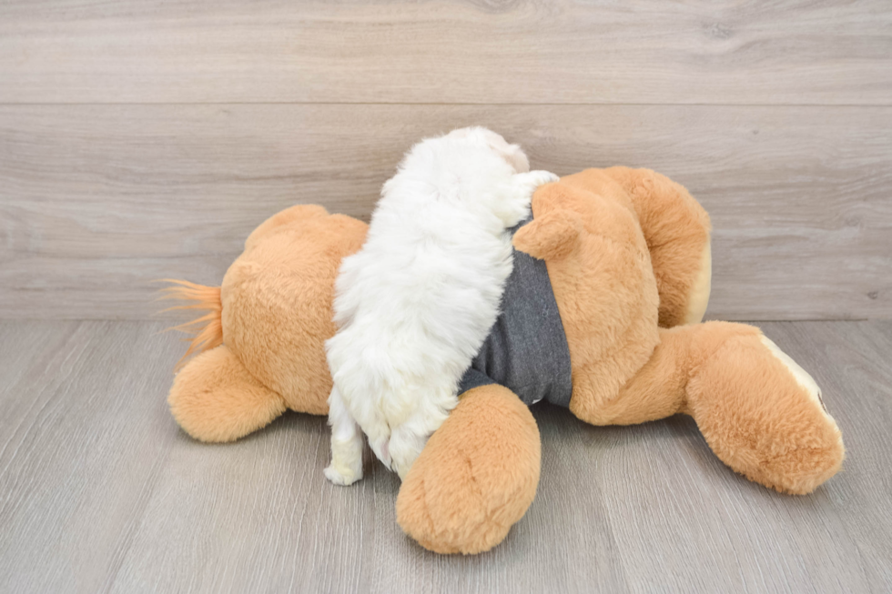 Popular Havachon Designer Pup