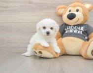 5 week old Havachon Puppy For Sale - Seaside Pups