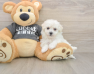 5 week old Havachon Puppy For Sale - Seaside Pups