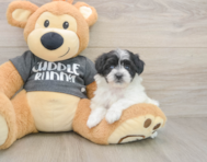 7 week old Havachon Puppy For Sale - Seaside Pups