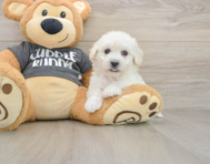 5 week old Havachon Puppy For Sale - Seaside Pups