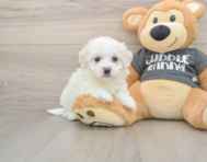 5 week old Havachon Puppy For Sale - Seaside Pups
