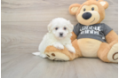 Little Havashon Designer Puppy