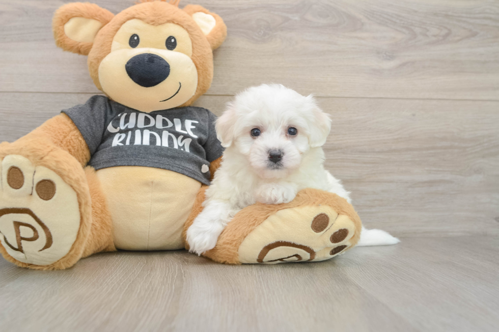 Fluffy Havachon Designer Pup