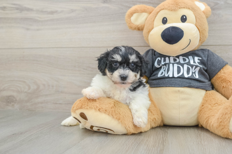 Meet Kalina - our Havachon Puppy Photo 1/3 - Seaside Pups
