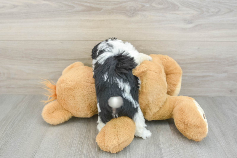 Meet Kalina - our Havachon Puppy Photo 2/3 - Seaside Pups