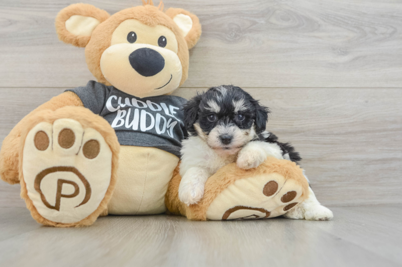 Meet Kalina - our Havachon Puppy Photo 3/3 - Seaside Pups