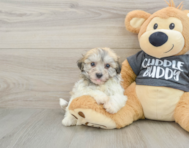 7 week old Havachon Puppy For Sale - Seaside Pups