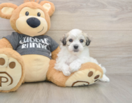 7 week old Havachon Puppy For Sale - Seaside Pups