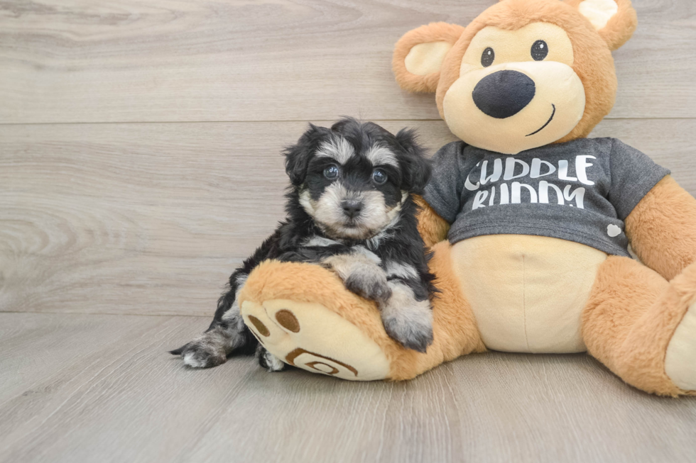 Havachon Puppy for Adoption