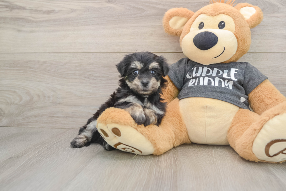Havachon Puppy for Adoption