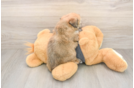 Playful Havashon Designer Puppy