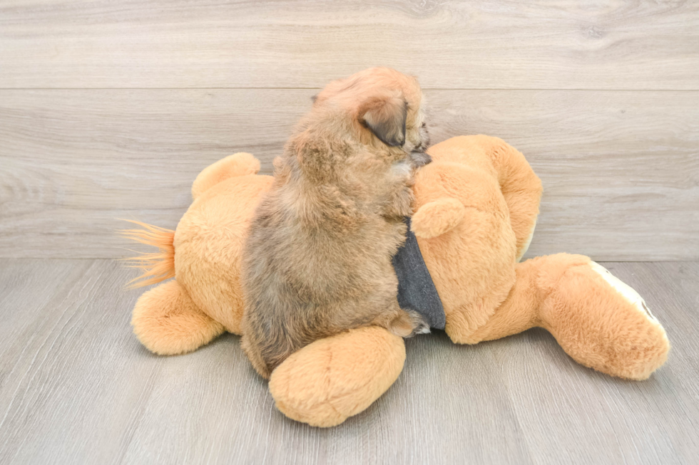 Playful Havashon Designer Puppy