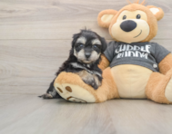 8 week old Havachon Puppy For Sale - Seaside Pups