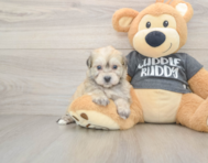 5 week old Havachon Puppy For Sale - Seaside Pups