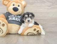 5 week old Havachon Puppy For Sale - Seaside Pups