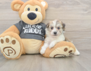 5 week old Havachon Puppy For Sale - Seaside Pups