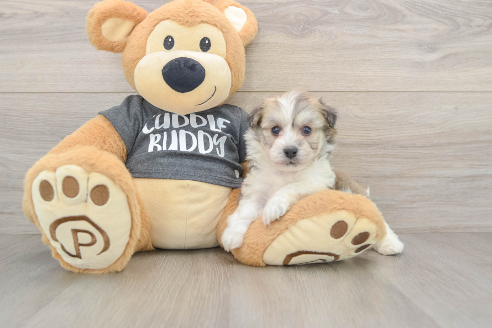 Havachon Pup Being Cute