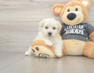 5 week old Havachon Puppy For Sale - Seaside Pups