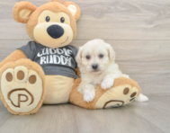 5 week old Havachon Puppy For Sale - Seaside Pups