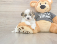 5 week old Havachon Puppy For Sale - Seaside Pups