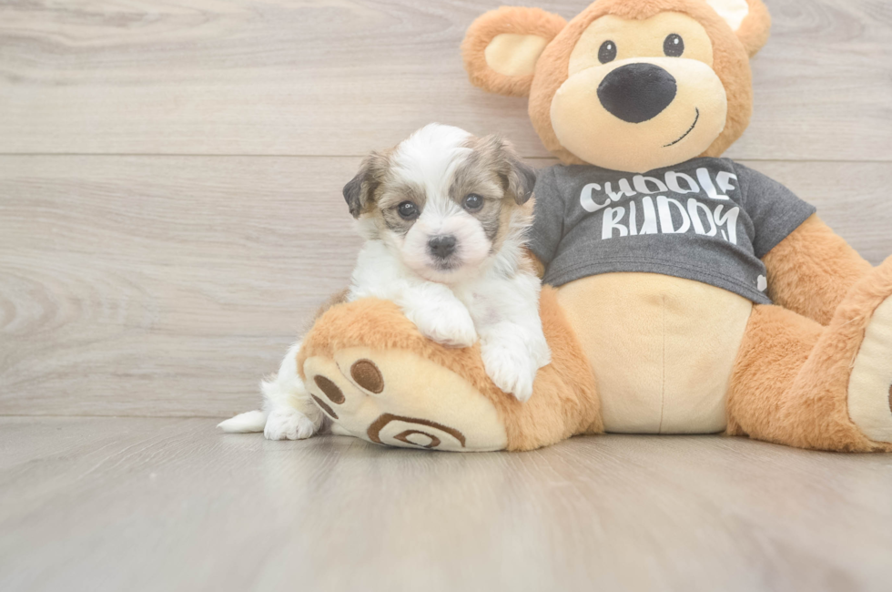 5 week old Havachon Puppy For Sale - Seaside Pups