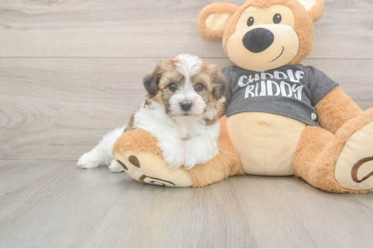 Popular Havachon Designer Pup
