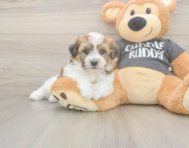 5 week old Havachon Puppy For Sale - Seaside Pups
