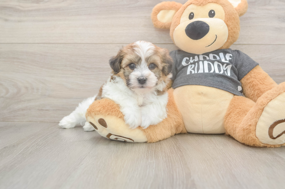 5 week old Havachon Puppy For Sale - Seaside Pups
