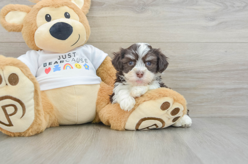 6 week old Havanese Puppy For Sale - Seaside Pups