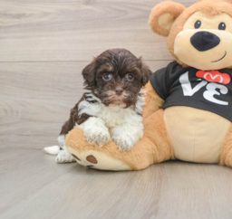 5 week old Havanese Puppy For Sale - Seaside Pups